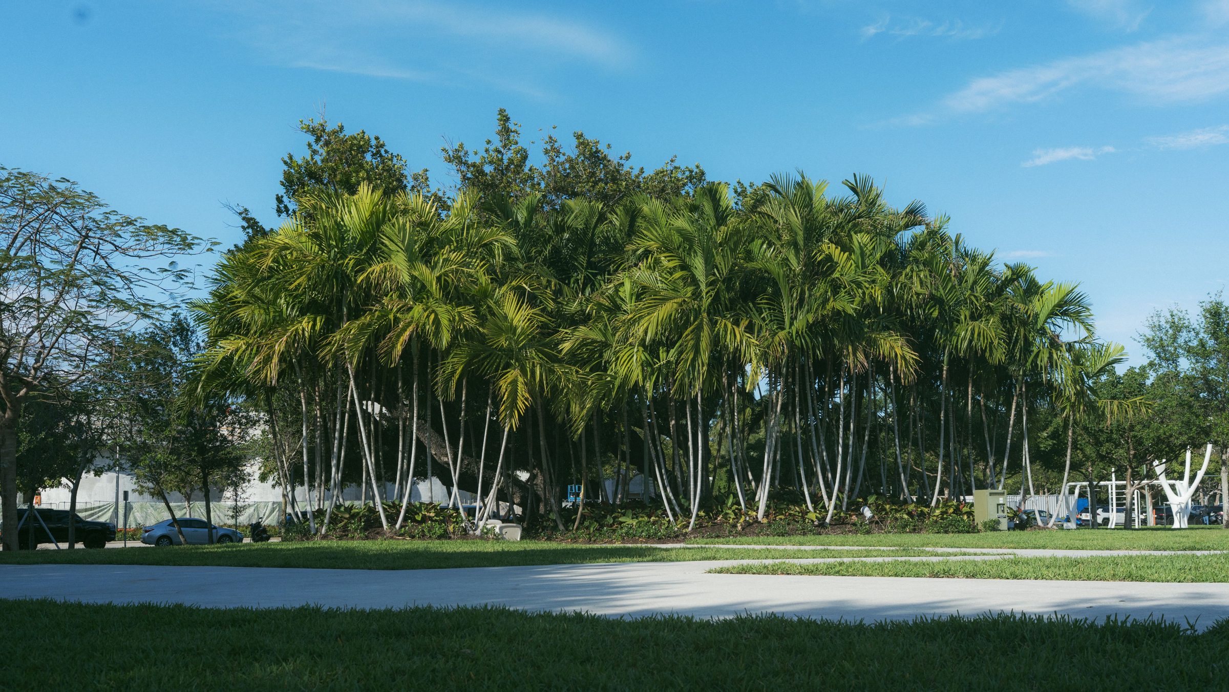 Sunny Central Florida highway lined with palm trees